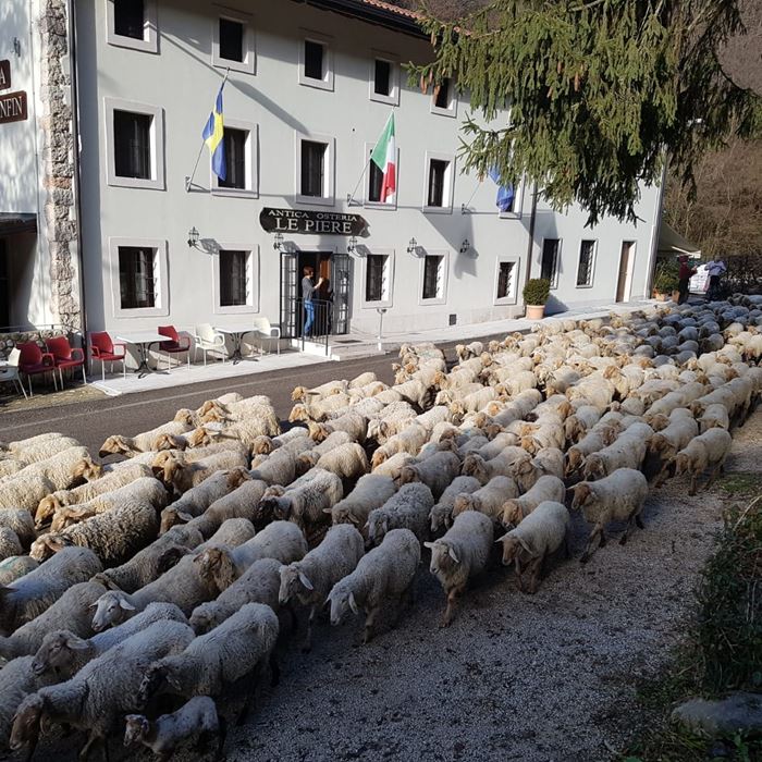 Pecore al confin